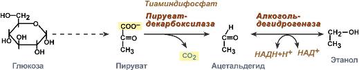 Глюкоза в этанол реакция. Спиртовое брожение Глюкозы реакция. Спиртовое брожение Глюкозы биохимия реакции. Превращение пира виноградной кислоты в этанол. Процесс распада Глюкозы до этанола.