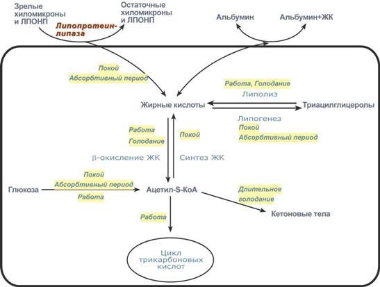 Жирные кислоты в печени. Абсорбтивный период биохимия. Источники и пути использования жирных кислот в печени. Пути использования свободных жирных кислот. Абсорбтивный и постабсорбтивный период.