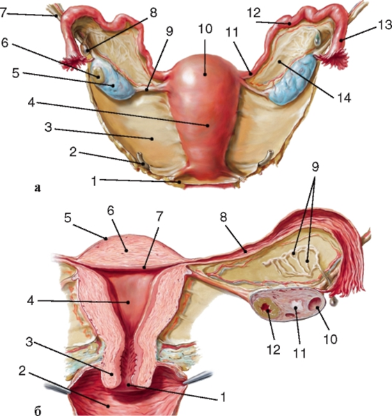 Женский яичник анатомия. Синтопия маточной трубы. Матка малый таз анатомия. Строение женских.половых органов.