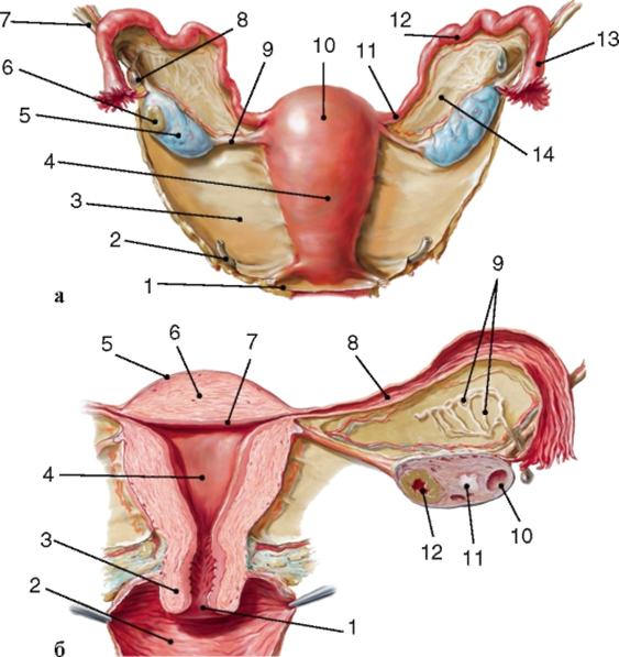 Строение женских органов картинки