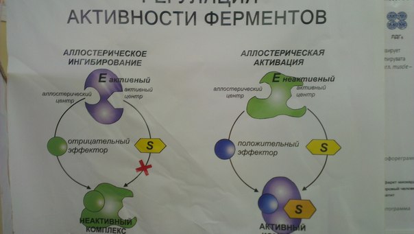 Аллостерический активатор. Схема действия аллостерического фермента. Аллостертче активаторы. Аллостерические активаторы ферментов. Аллостерический фермент схема.