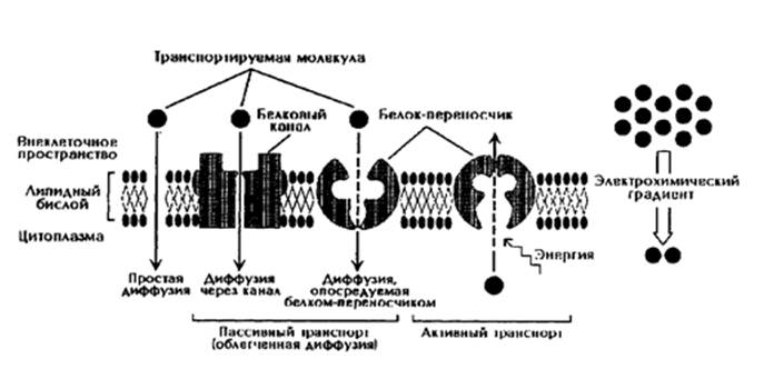 Транспорт молекул белка