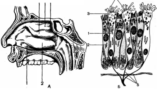 Обонятельно кожно зрительная. Строение обонятельного анализатора без подписей. Обонятельные клетки расположены в слизистой носового хода. Периферический отдел обонятельного анализатора. Обонятельные рецепторы клетки расположены в слизистой носового хода.