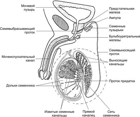 Схема строения мужских половых органов