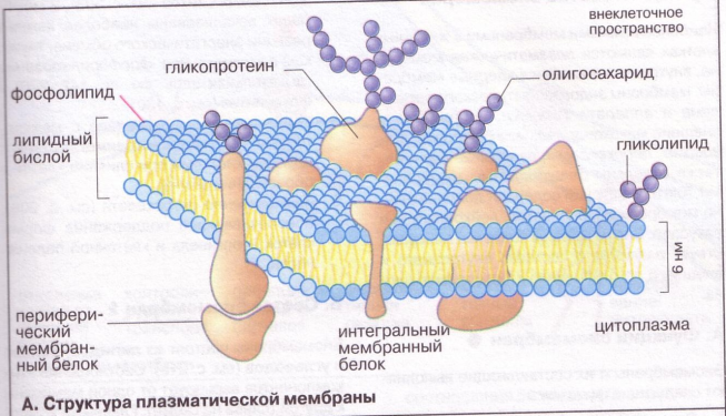 Функции мембрана ограничивающая
