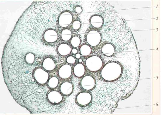 Корнева под. Вторичное строение корня на поперечном срезе корня тыквы. Поперечный срез корня тыквы строение. Поперечный срез корня тыквы под микроскопом. Поперечный срез корня тыквы микроскопом.