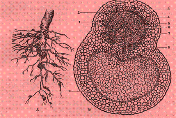 Сосуды корня расположены. Поперечный срез клубенька бобовых. Строение клубеньках бобовых. Поперечный срез корневого клубенька. Клубеньки на корнях бобовых.