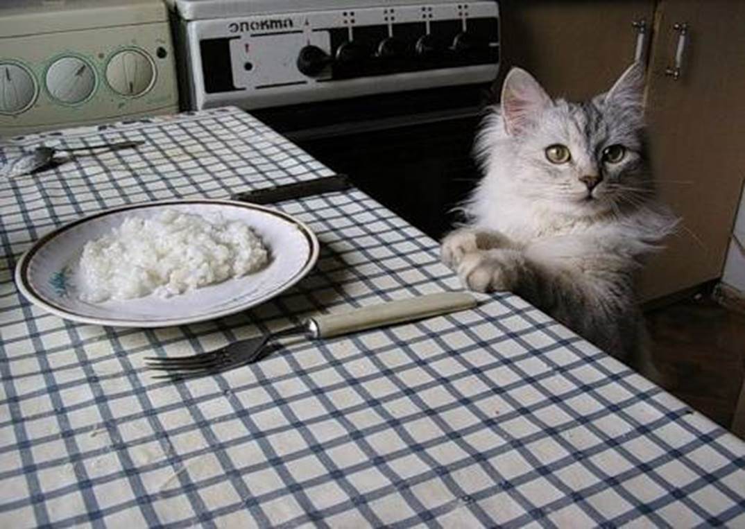 3 кота готовим. Котик готовит. Каша для кошек. Котик кушает кашу. Кот в каше.