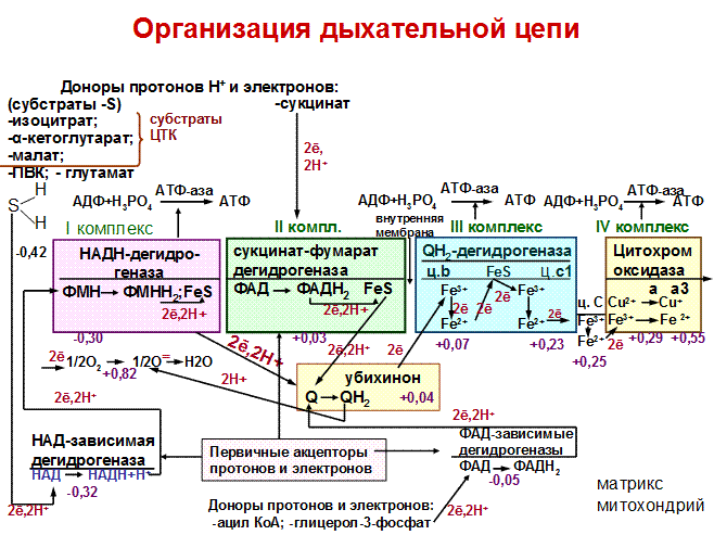 Откуда берется энергия атф. Схема структурной организации дыхательной цепи. Цепь переноса электронов биохимия. Электрон-транспортная цепь митохондрий схема. Схема митохондриальной дыхательной цепи.