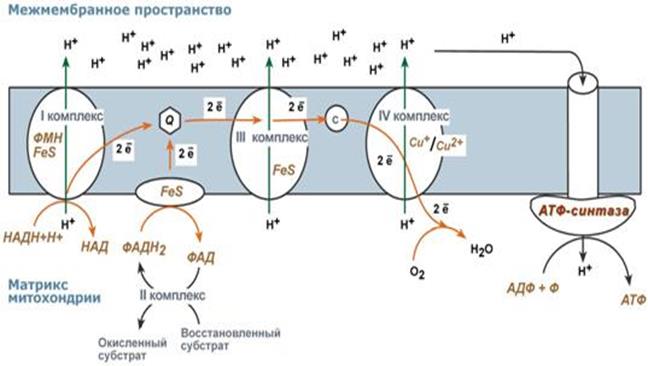 Схема тканевого дыхания биохимия