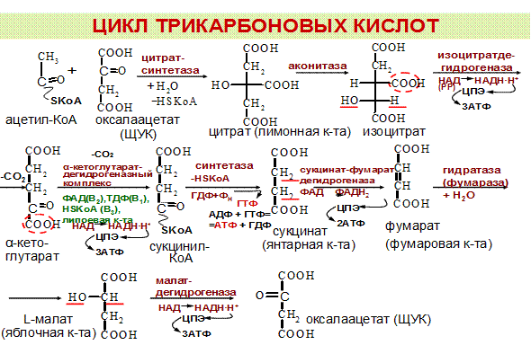 Цикл трикарбоновых кислот схема с формулами