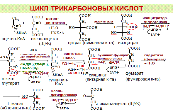 Цикл трикарбоновых кислот Кребса биохимия. Трикарбоновые кислоты в цикле Кребса. Кислоты цикла Кребса формулы. Цикл лимонной кислоты биохимия.