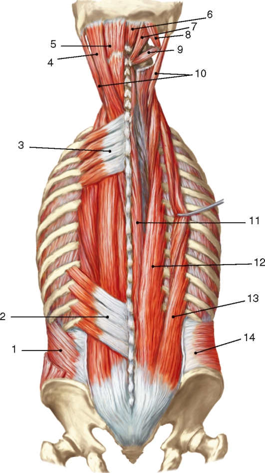 Грудная поясница. Мышцы разгибатели позвоночника. Мышцы разгибатели позвоночника анатомия. Глубокие мышцы спины анатомия латынь. Глубокие мышцы позвоночника анатомия.