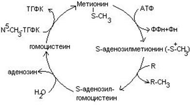 Метанин. Схема пути обмена метионина. Схема метаболизма метионина. Метионин Синтез цистеина. Синтез метионина биохимия.