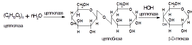 Продуктом гидролиза целлюлозы является