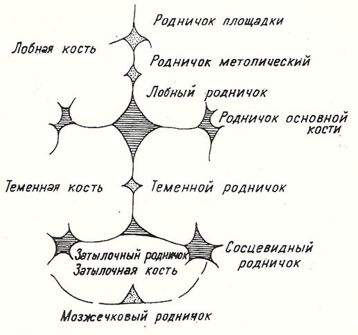 Роднички плода. Роднички у ребенка схема. Родничок у новорожденных схема. Схема швы и роднички плода. Роднички и швы новорождённого схема.