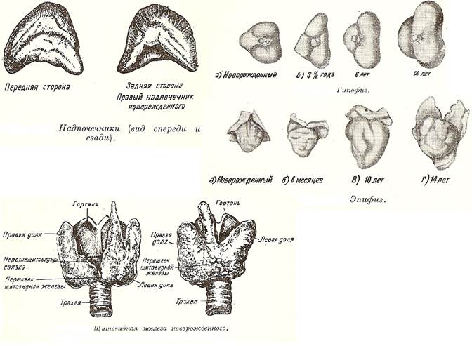 Возрастные изменения желез. Возрастные особенности надпочечников. Возрастные особенности развития надпочечников. Возрастные изменения надпочечников. Надпочечники строение анатомия.