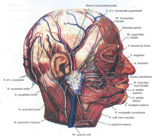 Сосуды на лбу. Поверхностная височная Вена. Артерии и сосуды височной области. Поверхностная височная Вена анатомия. Нерв иннервация теменной и височной области.