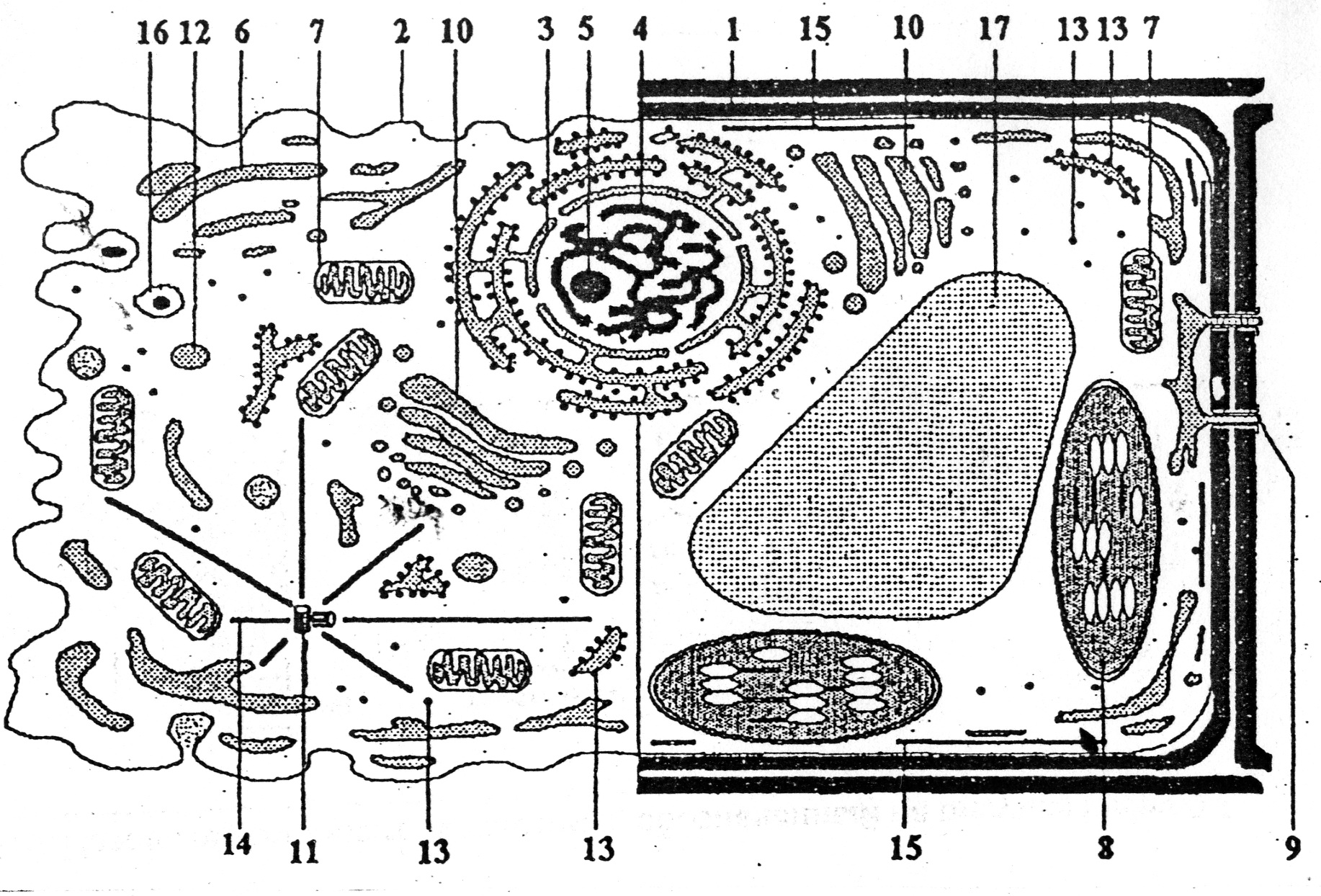 Растительная клетка название органоидов. Комбинированная схема строения эукариотической клетки. Строение органелл растительной клетки и животной клетки. Схема органелл растительной клетки строение. Органоиды растительной клетки схема.