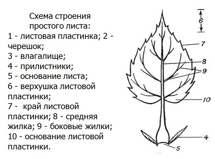 Простые И Сложные Листья Фото