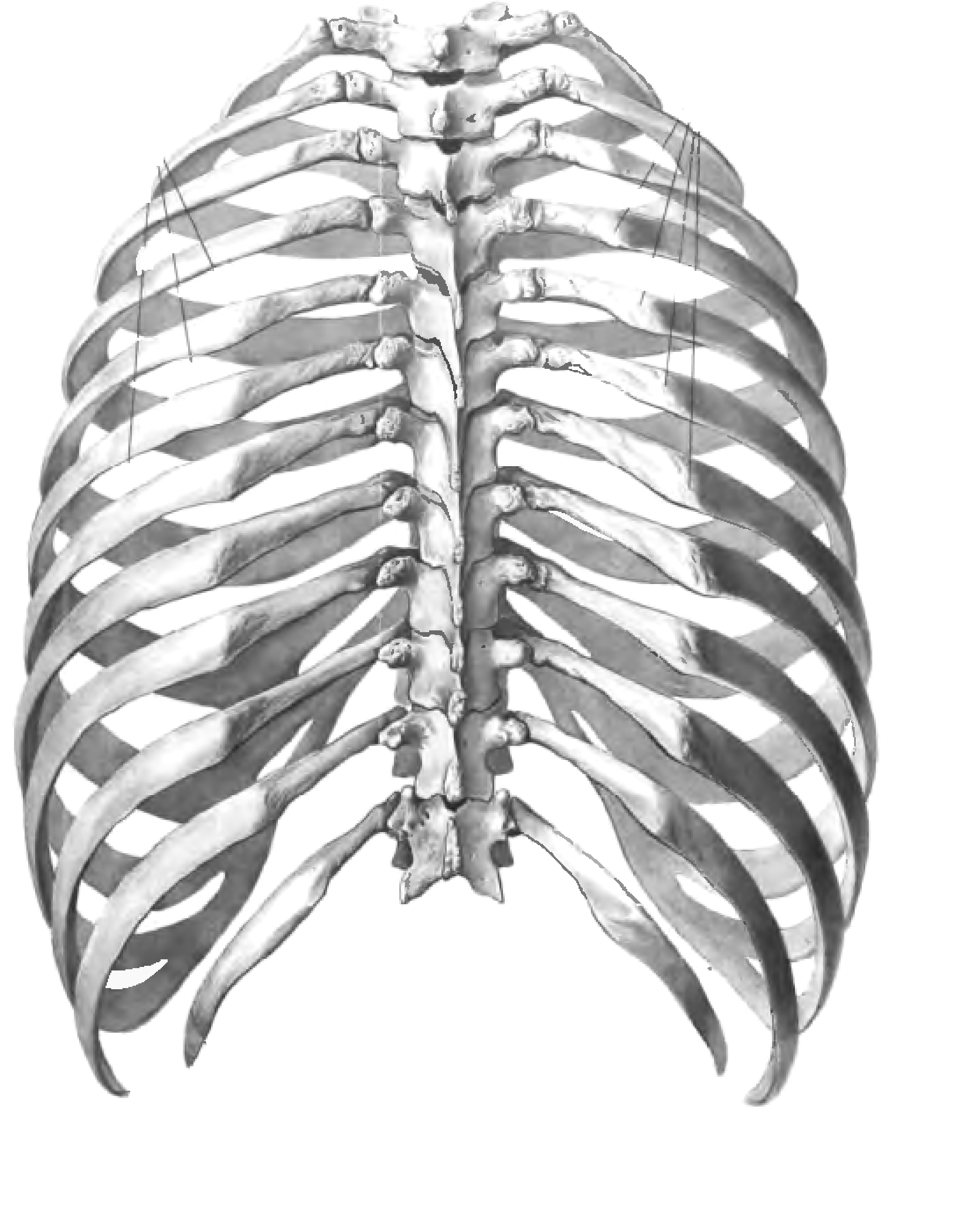 Левое и правое ребро. Анатомия скелет грудной клетки ребра Грудина. Грудная клетка анатомия человека вид спереди. Грудная клетка с ребрами и грудиной.