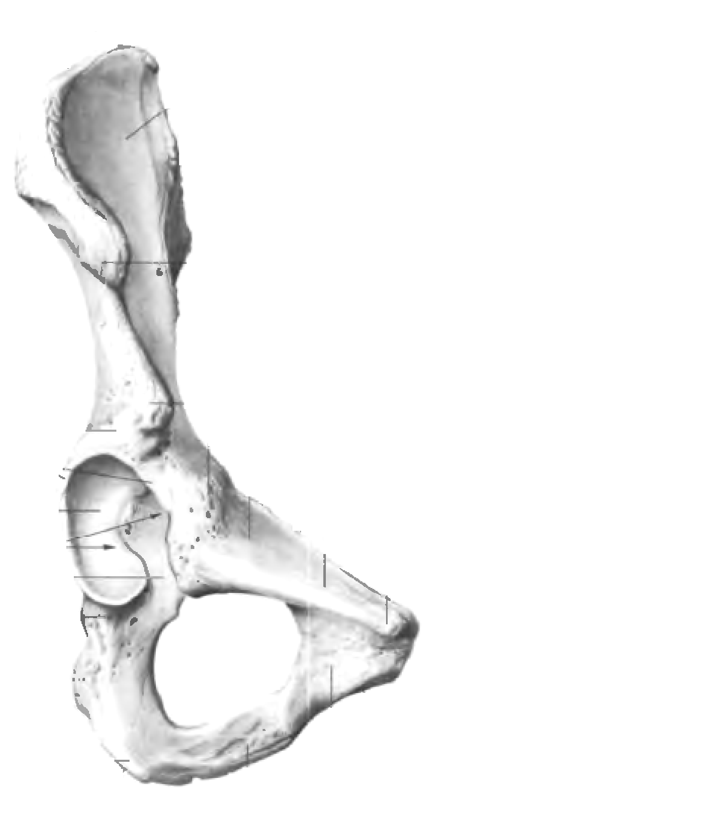 Подвздошная кость нижней конечности