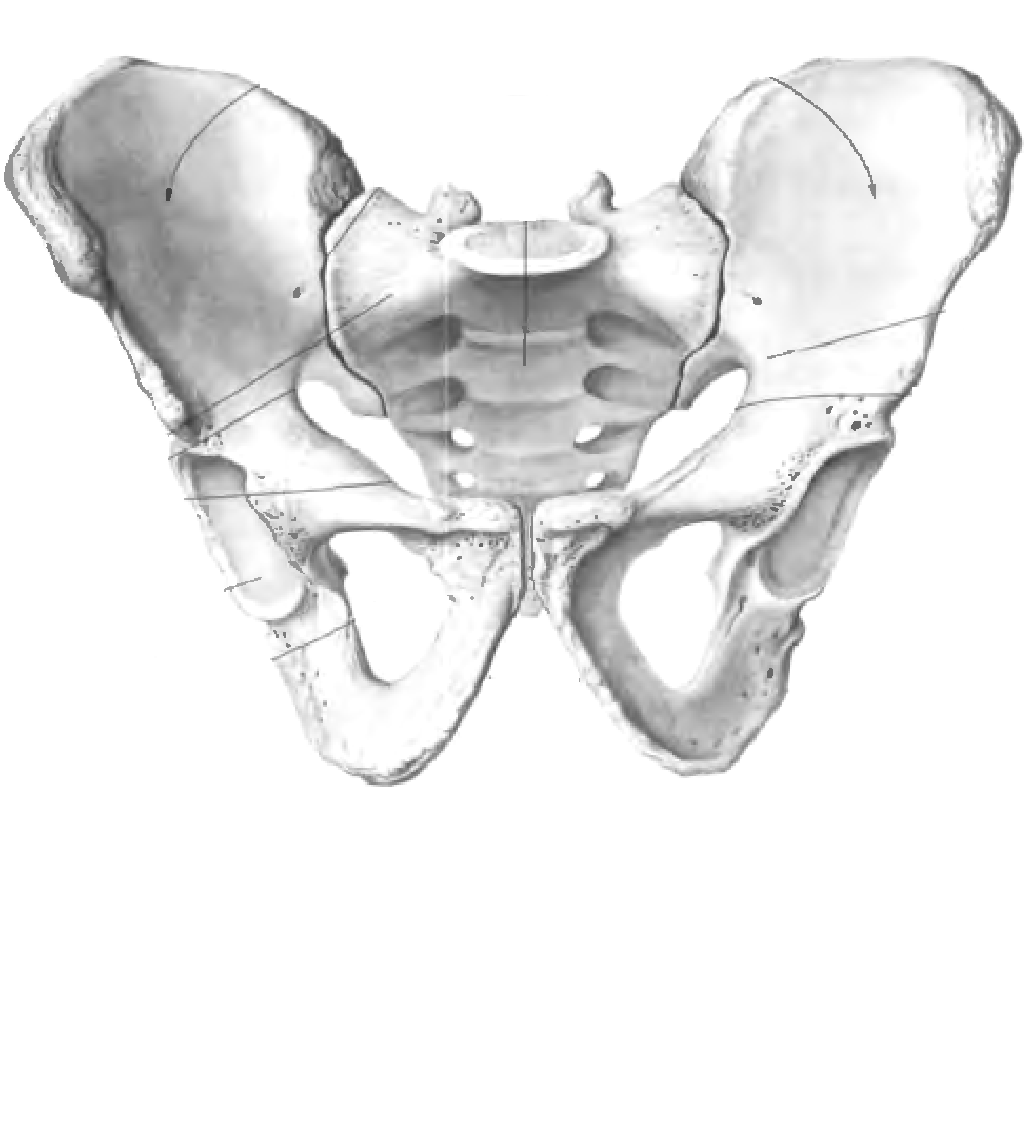 Подвздошной кости 2. Кости таза анатомия подвздошная кость. Подвздошная кость таза анатомия человека. Строение подвздошной кости таза. Тазовая кость анатомия Синельников.