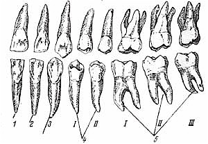 Зубы по номерам в стоматологии у взрослых схема россия. Второй премоляр верхней челюсти анатомия. Второй верхний моляр анатомия. Первый нижний моляр анатомия. Первый моляр верхней челюсти корни.