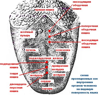 Язык человека определить болезнь. Проекция внутренних органов на языке. Зоны на языке проекции внутренних органов. Болезни по языку определить. Язык и болезни внутренних.