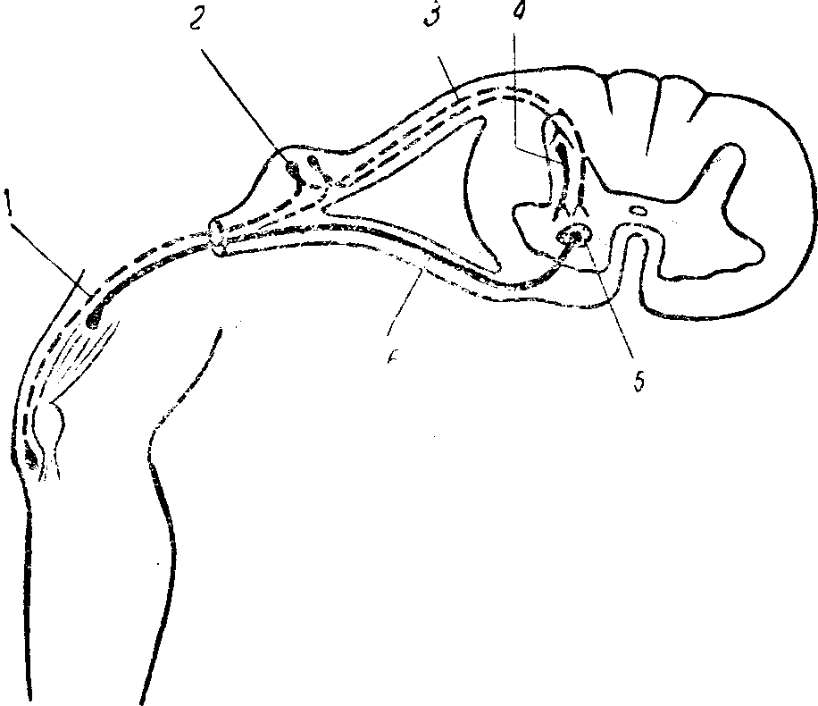 Рефлекторные группы. Рефлекторная дуга коленного рефлекса. Схемы рефлекторных дуг коленного рефлексов. Коленный рефлекс схема рефлекторной д. Дуга коленного рефлекса схема.