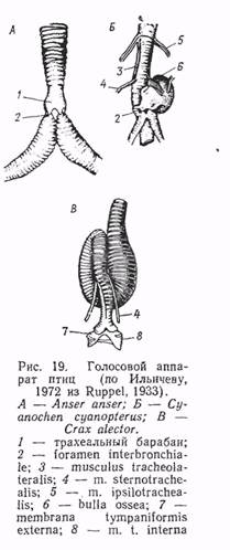 Гортань у птиц. Строение трахеи у утки. Трахея у птиц. Строение трахеи у птиц.