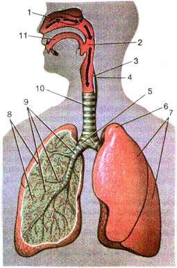 Пищевод бронхи. Дыхательная система человека и пищевод. Дыхательная система трахея анатомия человека. Трахея и пищевод надгортанник. Строение органов дыхания и пищевода.