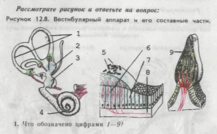 Работа вестибулярного аппарата биология 8 класс