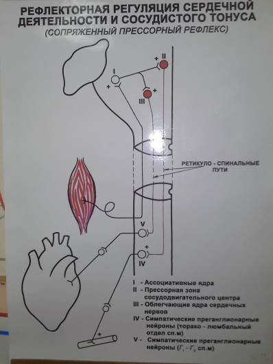 Рефлекторная регуляция кровяного давления