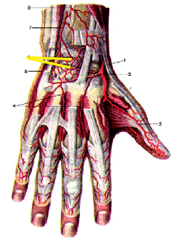 Повреждение мелких артерий кистей и стоп. Тыльная запястная ветвь лучевой артерии. Ладонная запястная ветвь лучевой артерии. Тыльная ладонная артерия. 1 Тыльная пястная артерия.