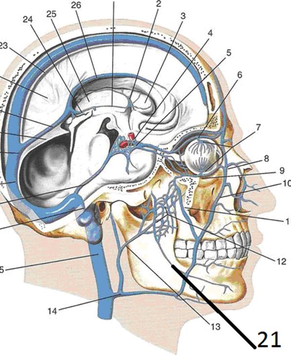 Синусы оболочки головного мозга. Верхний Сагиттальный синус твердой мозговой оболочки. Венозные синусы головного мозга анатомия. Верхний Каменистый синус. Пещеристый синус твердой мозговой оболочки.