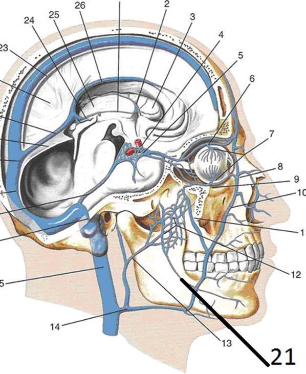 Верхние вены мозга