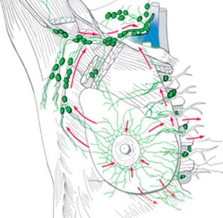 Лимфоотток молочной. Лимфатические узлы молочной железы анатомия. Анатомия молочной железы лимфоотток. Отток лимфы анатомия молочной железы. Лимфатические узлы мололочной железы анатомия.
