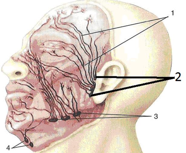 Узлы на затылке. Околоушные лимфоузлы анатомия. Лимфоузлы челюстно-лицевой области расположение. Околоушные лимфоузлы топография. Тонзиллярные лимфоузлы.