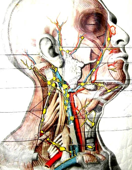 Фиброзные лимфоузлы. Анатомия шеи человека лимфоузлы. Сонная артерия яремная Вена блуждающий нерв. Лимфоотток шейные лимфоузлы. Лимфатическая система лица анатомия.