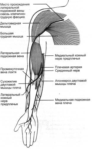 Вены верхних конечностей анатомия