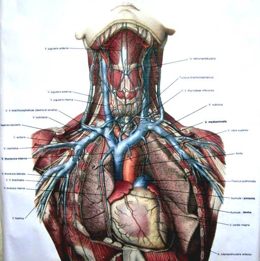 Подключичная вена анатомия