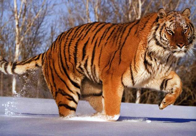 Сохранение тигров. Дальневосточный тигр. Амурский тигр. Амурский тигр в России. Охрана Амурского тигра в России.
