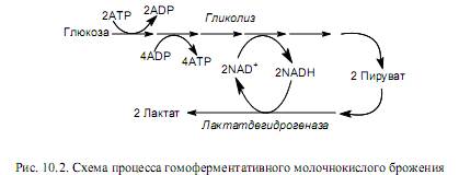 Образование молочной кислоты при брожении глюкозы. Схема гетероферментативного молочнокислого брожения. Схема молочного брожения. Молочнокислое брожение схема реакций. Гомоферментативное молочнокислое брожение схема.