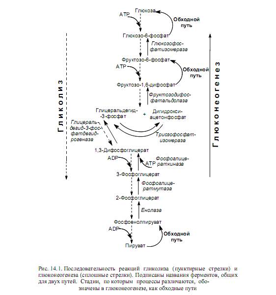 Синтез глюкозы в организме. Схема глюконеогенеза биохимия. Глюконеогенез биохимия схема. Реакции обходные путей глюконеогенеза. Схема гликолиза биохимия.