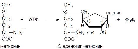 Участие s аденозилметионина в реакциях трансметилирования