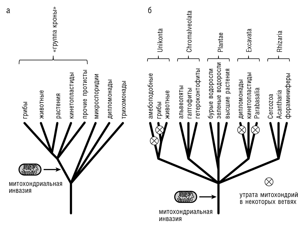 Эволюция древа 178. Филогенетическое дерево растений. Филогенетическое дерево эукариот. Филогенетическое Древо Эволюция человека. Эволюционное Древо эукариот.