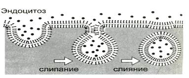 Характерна пульсация образование путем эндоцитоза. Фагоцитоз пиноцитоз экзоцитоз. Эндоцитоз у прокариот. Эндоцитоз и экзоцитоз. Рецепторно-опосредованный эндоцитоз.