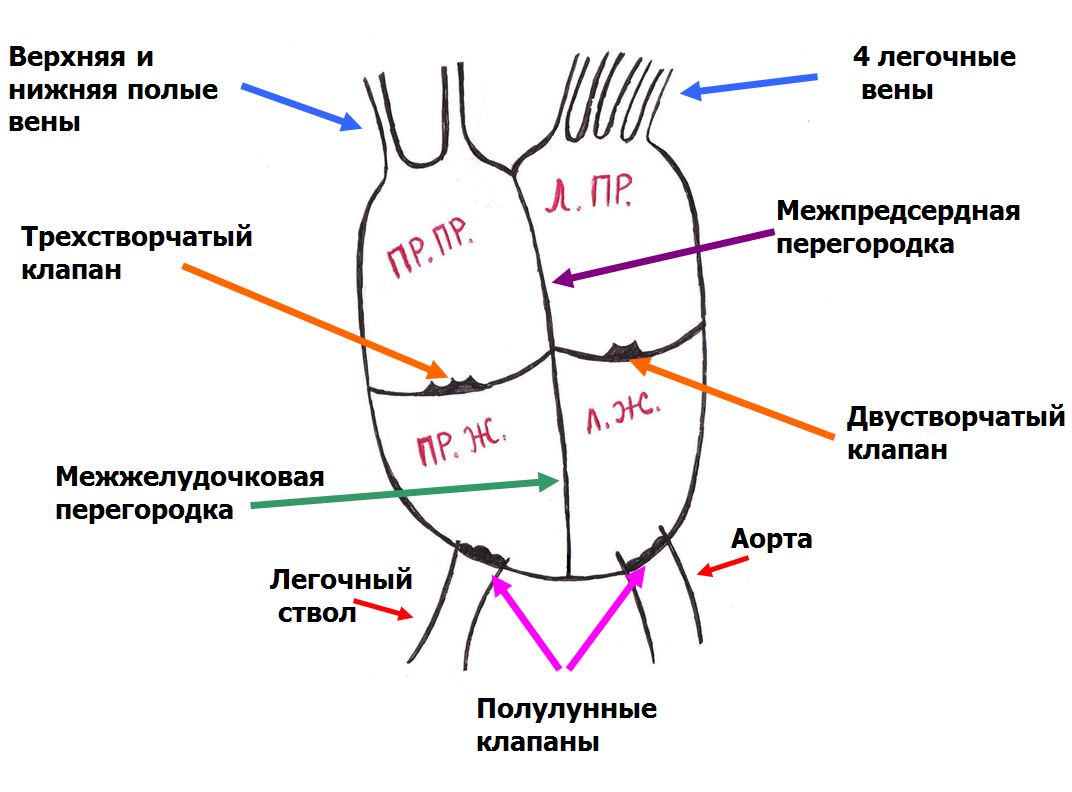 Верхняя и нижняя полые вены сердце