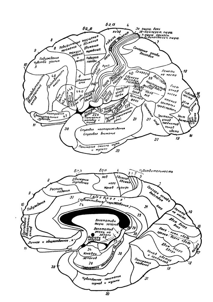 Локализация психических функций в мозге. Локализационная карта Клейста. Лурия карта мозга. К Клейст локализационная карта мозга. Локализация высших психических функций в коре головного мозга.